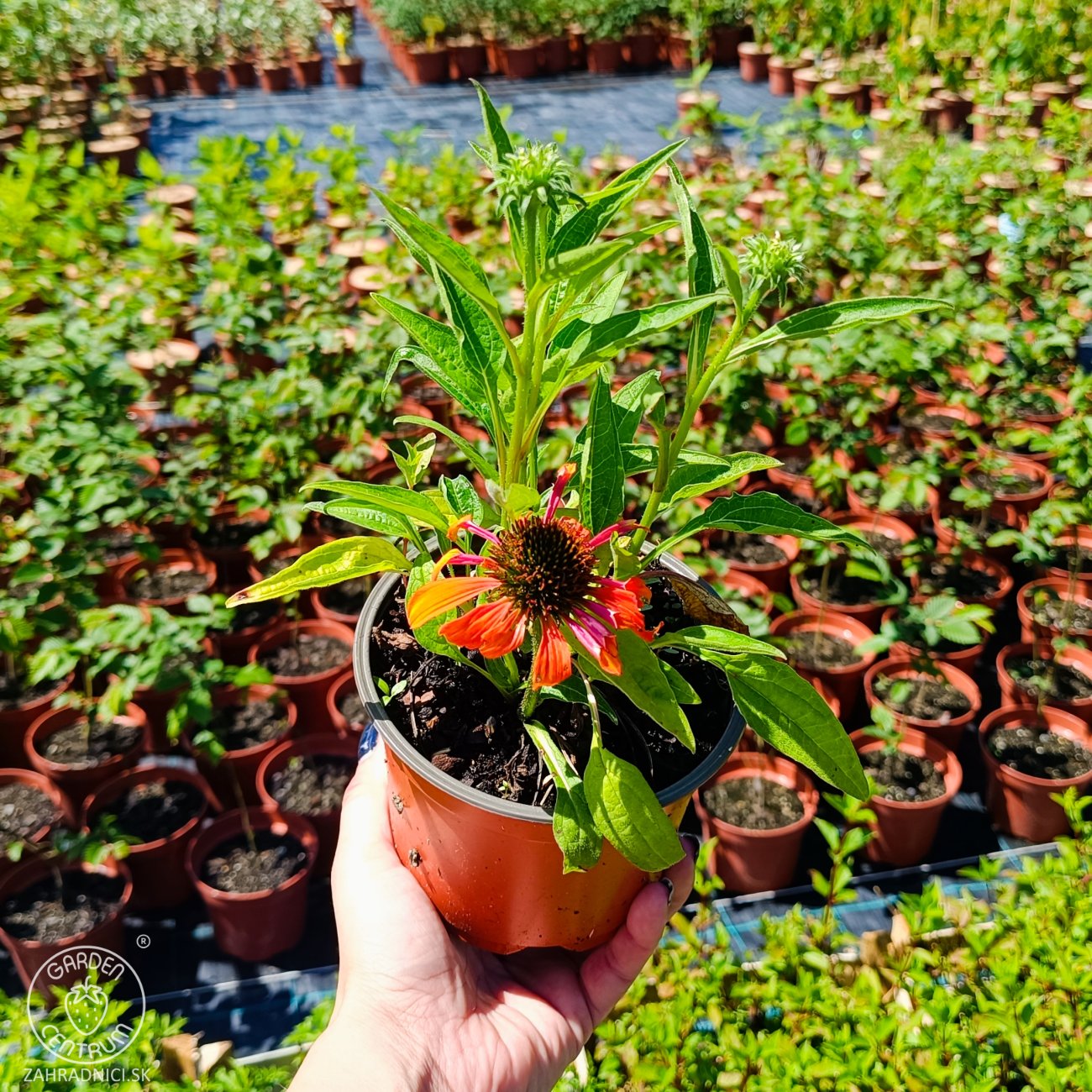 Obrázok Echinacea purpurová (Echinacea purpurea) ´LAKOTA ORANGE´® - kont. C1,5L